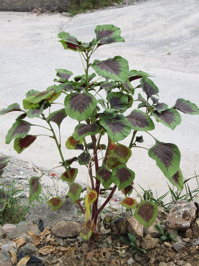 农村种植野菜前景（野菜有哪些常见品种）