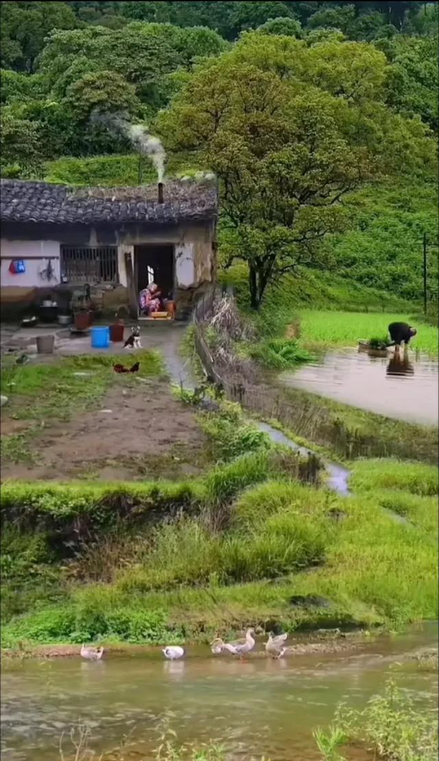 农村宅基地被征收补偿给谁（征收宅基地怎么补偿）