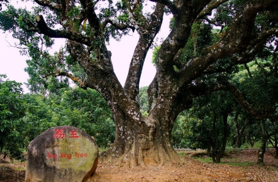 中国最老的荔枝树（中国最老古树排名）