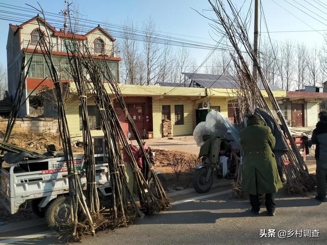 农田不准种树怎么办（一般农田五不准）