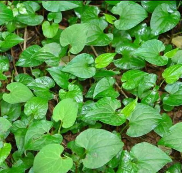 农村种植野菜前景，野菜有哪些常见品种