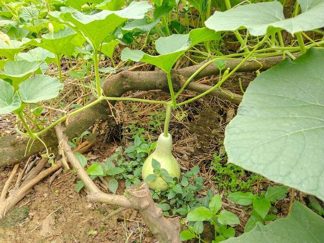 农谚谷雨前后种瓜点豆（农谚二十四节气谚语）